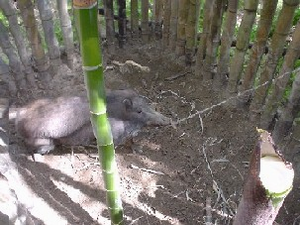 写真：捕獲状況