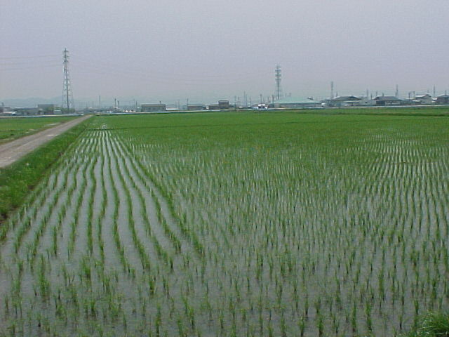 写真：ほ場整備後