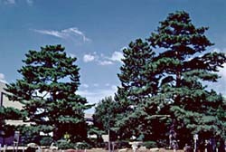 写真：みかわくろまつ