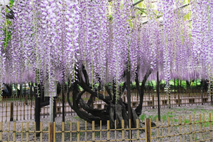 写真：五万石ふじ