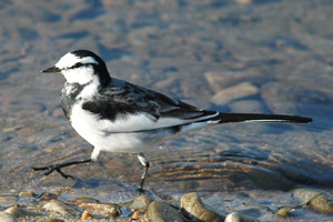 写真：ハクセキレイ