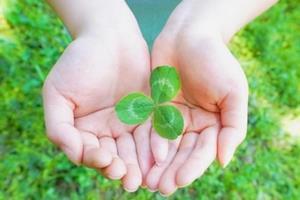 写真：三つ葉のクローバーを包み込むように持つ両手