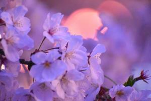写真：桜