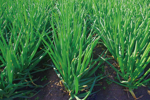 写真：法性寺ねぎ