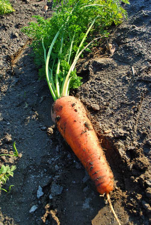 写真：にんじん