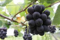 写真：岡崎産ぶどう