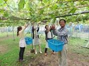 写真：収穫作業