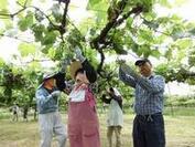 写真：摘粒作業