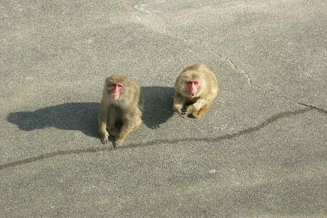 写真：ニホンザル