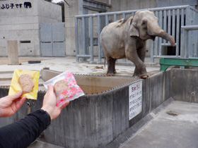 写真：ふじ子さんクッキーとふじ子さん