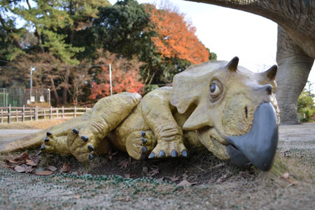 写真：トリケラトプス9