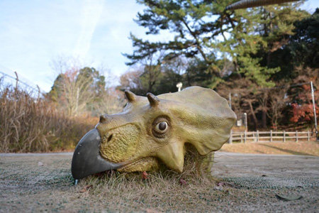 写真：トリケラトプス10