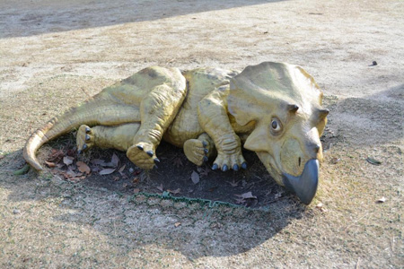 写真：トリケラトプス8