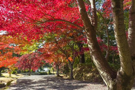 写真：東公園紅葉まつり1