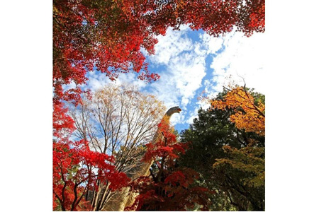 写真：東公園紅葉まつり2