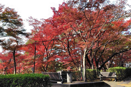 写真：紅葉03