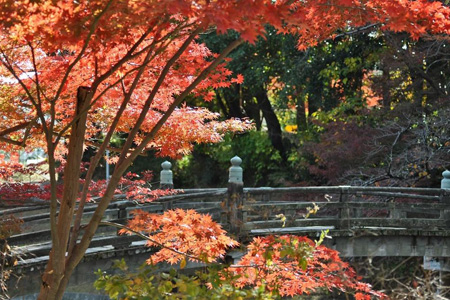 写真：東公園紅葉まつり5