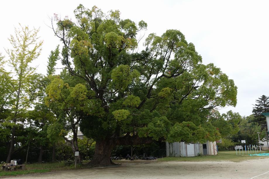 写真：愛知教育大学附属岡崎小学校のクスノキ