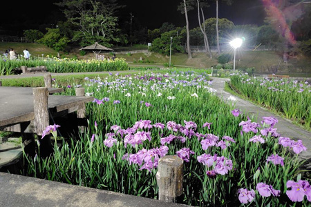 写真：花菖蒲まつり10