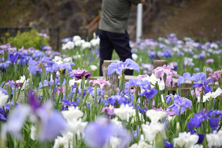 写真：花菖蒲まつり5
