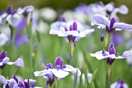 写真：花菖蒲まつり8