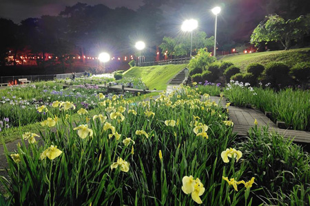 写真：花菖蒲まつり9