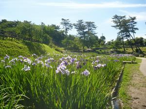 写真：花菖蒲園2