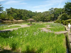 写真：花菖蒲園4