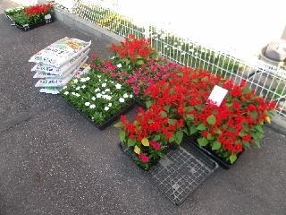 写真：平成27年5月花の植替え活動1