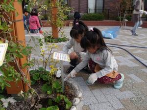 写真：平成27年11月花の植替え活動5