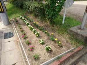 写真：平成28年5月花の植替え活動2