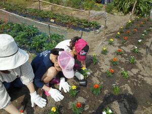 写真：平成28年5月花の植替え活動5