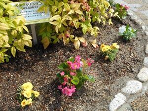 写真：平成28年5月花の植替え活動6