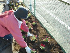 写真：平成28年11月花の植替え活動2
