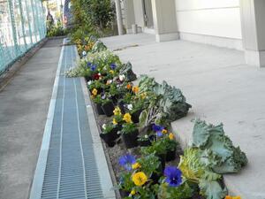 写真：平成28年11月花の植替え活動1