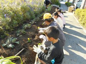 写真：平成28年11月花の植替え活動6