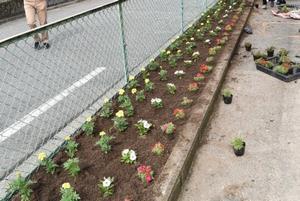 写真：平成29年5月花の植替え活動4