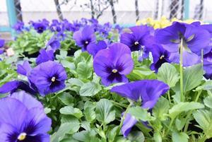 写真：平成29年11月花の植替え活動5