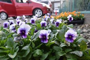 写真：平成29年11月花の植替え活動6