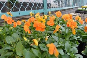 写真：平成29年11月花の植替え活動4