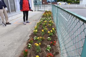 写真：平成30年5月花の植替え活動3