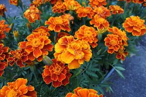 写真：平成30年5月花の植替え活動5