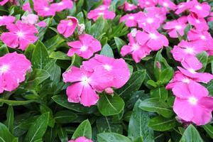 写真：平成30年5月花の植替え活動6