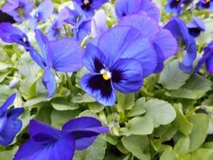 写真：平成30年11月花の植替え活動4