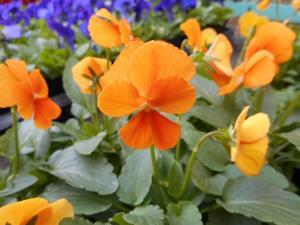 写真：平成30年11月花の植替え活動6