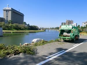 写真：樹木伐採