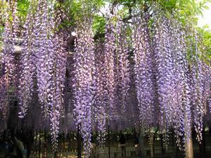 写真：岡崎城跡の五万石ふじ