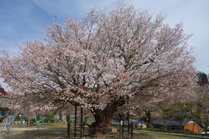 写真：下山小学校のヤマザクラ