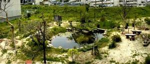 写真：ビオトープ2年目