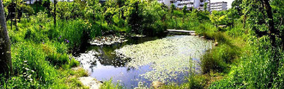 写真：ビオトープ7年目